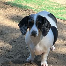 Honey Pie - Dachshund