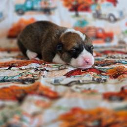 Russett - Sable male Pembroke Welsh Corgi puppy in Briggsdale, Colorado from Lovebird Corgis