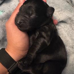 Zuko - Black male Goldendoodle puppy in Glen Daniel, West Virginia from Dani’s Doodles