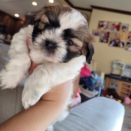 Shichon and Shih Tzu Puppies from Teddy Bear (Shichon) Puppies