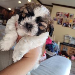 Shichon and Shih Tzu Puppies from Teddy Bear (Shichon) Puppies