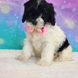 Dakota - Black and white female Cockapoo puppy in Louisburg, North Carolina from Raven Oak's Mini Cockapoos