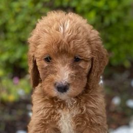 Goldendoodles from Geaux Doodle