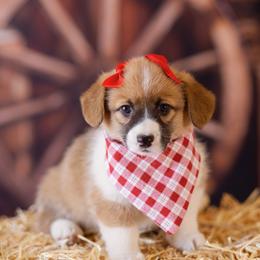 Pembroke Welsh Corgi Puppies from Big Sky Corgis
