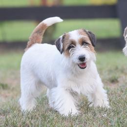 Oopsie - Russell Terrier