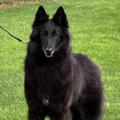 Peyton - Belgian Sheepdog