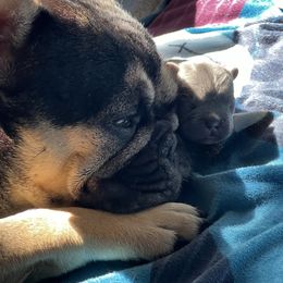 French Bulldog Puppies from K&J Frenchies