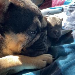 French Bulldog Puppies from K&J Frenchies