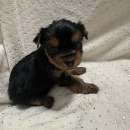 Bo Peep - Black and tan female Yorkshire Terrier puppy in Valdosta, Georgia from Sweet Georgia Yorkies