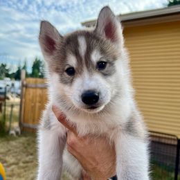 Freedom - Gray and white male Siberian Husky puppy in Yelm, Washington from KPM Siberians