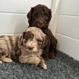 Deposit spot 6 - Chocolate male Goldendoodle puppy in Watertown, New York from True Friend Doodles