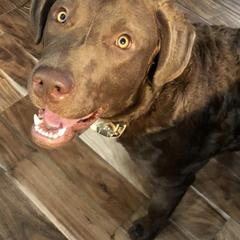Chesapeake Bay Retrievers from Willow Bend Chesapeakes