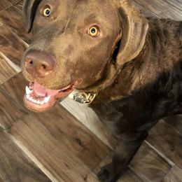Chesapeake Bay Retrievers from Willow Bend Chesapeakes