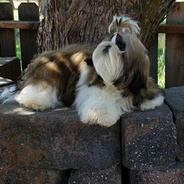 Shih Tzu Puppies from Jazzie Shih Tzu