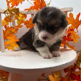 Onyx - Black and tan female Pembroke Welsh Corgi puppy in Abingdon, Virginia from Em-K Kennels
