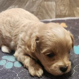 Maltipoo puppies from Mias Bayou Puppies, LLC