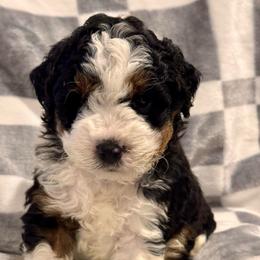 Mack - Tri-color male Bernedoodle puppy in Auburndale, Florida from Florida Mini Bernedoodles
