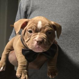 Rufus - Brown male American Bully puppy in Tyler, Texas from Big Momma'z Monsta Bullies (BMMB)
