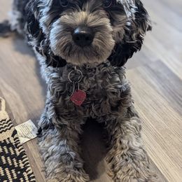 Vin - Cockapoo