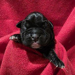 Male 1 - Brindle male Boxer puppy in Warsaw, New York from Hillview Kennels