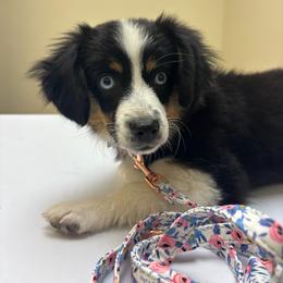 Elsa - Black tri female Toy Australian Shepherd puppy in Alabama from Dixie Roots Ranch