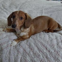 Pebbles - Dachshund