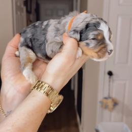 Château - Blue merle male Bernedoodle puppy in Grants Pass, Oregon from Royal Empire Bernedoodles