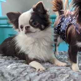Chihuahua All Grown Up from Precious Paws Chihuahuas
