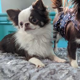 Chihuahua All Grown Up from Precious Paws Chihuahuas