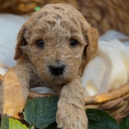 Aspen - Apricot male Cavapoo puppy in Arlington, Texas from Van Haselen Poodles and Doodles