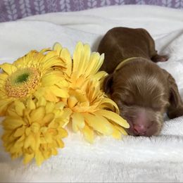 Australian Labradoodle Puppies from Chickadee Labradoodles