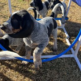 Bluetick Coonhound Puppies from The Boneyard Country Kennels