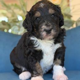 Unique boy - Tri-color male Bernedoodle puppy in Yuciapa, California from AlltheDoodlez_