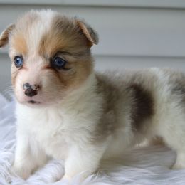Peach - Fluffy Female - Blue merle and white female American Corgi puppy in Pendleton, Indiana from Wildlings & Wild Things Homestead