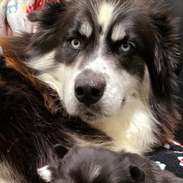 Khalua - Siberian Husky