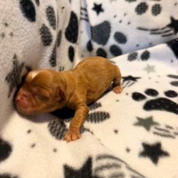 Rudolph - Ruby male Cavalier King Charles Spaniel puppy in Destin, Florida from Ruby’s Coastal Cavaliers
