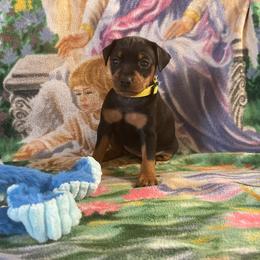 Lux - Black and rust female Miniature Pinscher puppy in Lancaster, Missouri from White Stone Ranch
