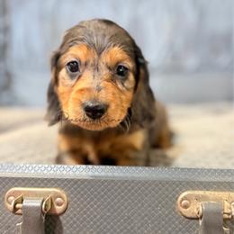 Eliza - Black and tan female Dachshund puppy in Anderson, Alabama from Pasek Kennels