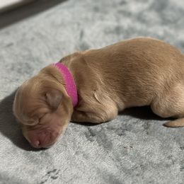 Golden Retriever Puppies from Golden Retrievers of South Carolina