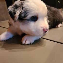 Miniature Australian Shepherd and Toy Australian Shepherd Puppies from Beasley Acres Aussies
