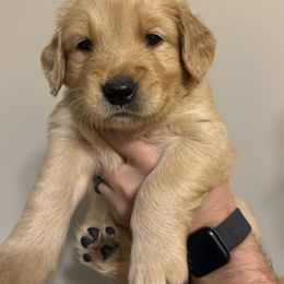 Golden Retriever Puppies from O’Shields Golden Paws