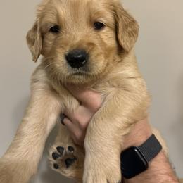 Golden Retriever Puppies from O’Shields Golden Paws