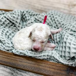 Cupid - Parti female Goldendoodle puppy in Montgomery, Texas from Dacus Doodles