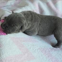 Bianca - Gray brindle female Cane Corso puppy in Nashville, Tennessee from PrestigiousK9