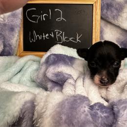 Girl 2 - White and black female Toy Fox Terrier puppy in Briggs, Texas from TAC Team Kennels