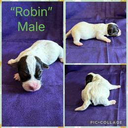 Robin - Tri-color male Russell Terrier puppy in Zim, Minnesota from ZimBogWay Acres