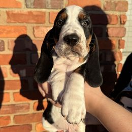 Mickey - Black and white male Basset Hound puppy in Bellaire, Ohio from Blessed Bassets
