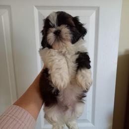 Shih Tzu Puppies from Tiny Bubbles Shih Tzus
