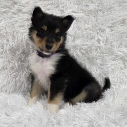 Purple Collar Tri-Color Female - Black white and tan female Collie puppy in Gleason, Tennessee from Liberty Collies