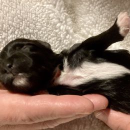 Maltipoo, Morkie, and Yorkipoo Puppies from Danza Bolo